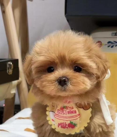 不掉毛的犬种大揭秘（探索那些不会让你家沙发满是狗毛的犬种）