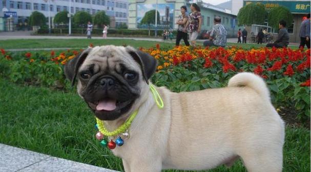 不掉毛的犬种大揭秘（探索那些不会让你家沙发满是狗毛的犬种）