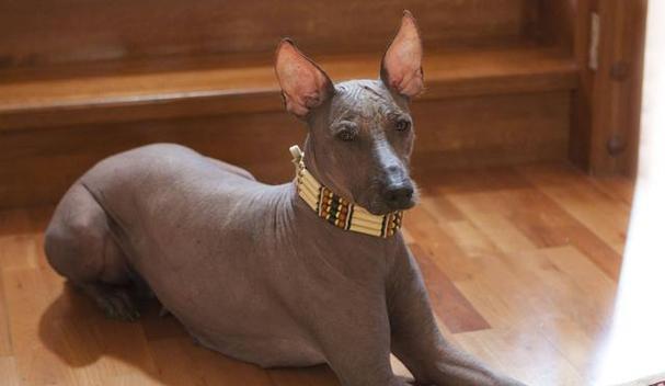 不掉毛的犬种大揭秘（探索那些不会让你家沙发满是狗毛的犬种）