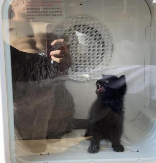 大猫不肯给小猫喂奶的解决方法（小猫渴望奶水，大猫应该如何应对？）