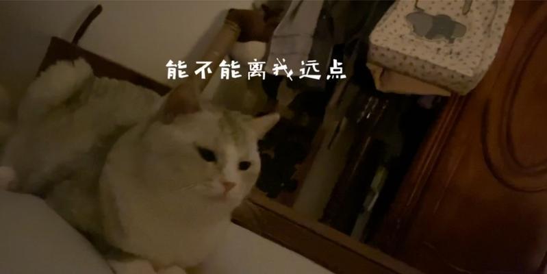 大猫不肯喂奶解决方法全攻略