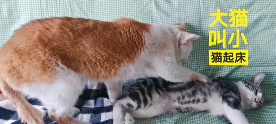 大猫不肯给小猫喂奶的解决方法（小猫渴望奶水，大猫应该如何应对？）