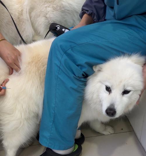 狗儿接种疫苗后多久能出门?(了解狗儿疫苗接种后的出门时间安排) 狗儿接种疫苗后多久能出门?(了解狗儿疫苗接种后的出门时间安排)