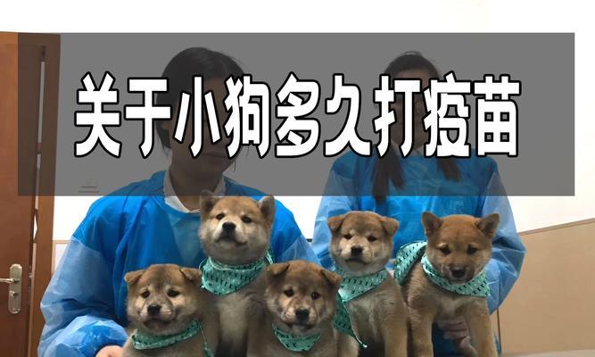 狗儿接种疫苗后多久能出门全攻略