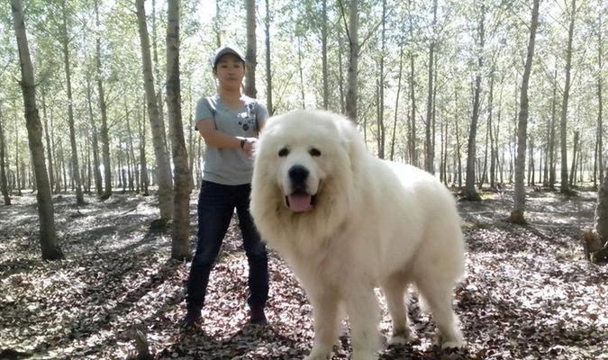探索宠物狗世界(从阿富汗猎犬到约克夏梗,了解世界各地的宠物狗种类) 探索宠物狗世界(从阿富汗猎犬到约克夏梗,了解世界各地的宠物狗种类)