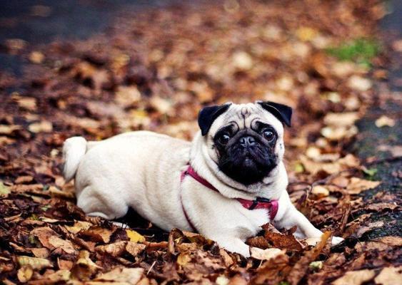 探索宠物狗世界(从阿富汗猎犬到约克夏梗,了解世界各地的宠物狗种类) 探索宠物狗世界(从阿富汗猎犬到约克夏梗,了解世界各地的宠物狗种类)