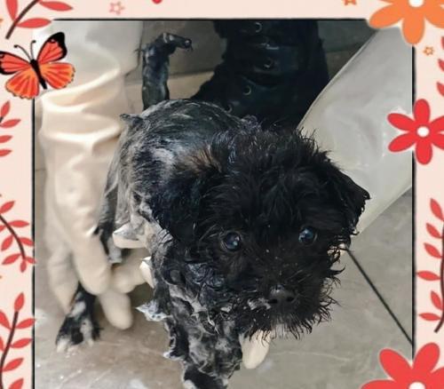 买狗回家多久洗澡合适｜新手养狗实用指南