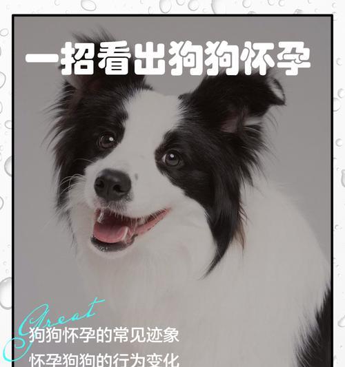 狗狗怀孕多久可以洗澡？（关键时期的护理与注意事项）