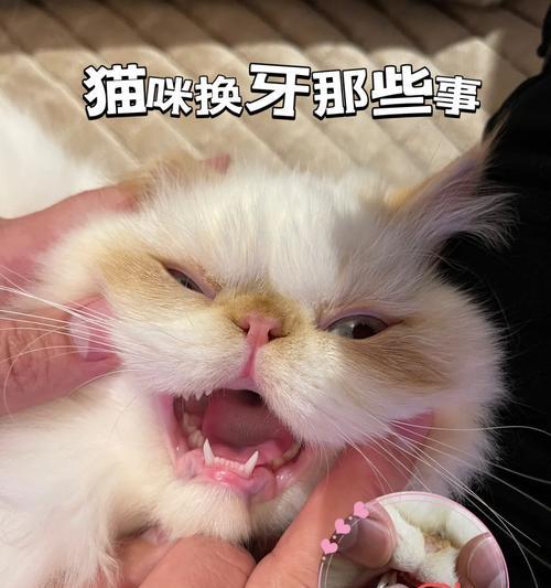 猫咪磨牙期有多久?(探讨猫咪磨牙期的持续时间及影响) 猫咪磨牙期有多久?(探讨猫咪磨牙期的持续时间及影响)