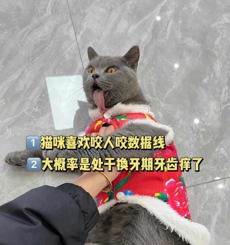 猫咪磨牙期持续时间及影响全攻略