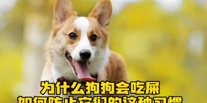 品种狗不吃屎的原因和解决方法(揭秘不吃屎品种狗的奥秘,助你解决尴尬问题) 品种狗不吃屎的原因和解决方法(揭秘不吃屎品种狗的奥秘,助你解决尴尬问题)