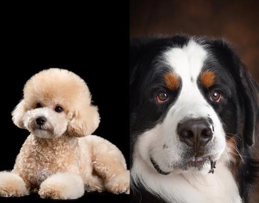 泰迪犬的优点及其受欢迎的原因（泰迪犬）