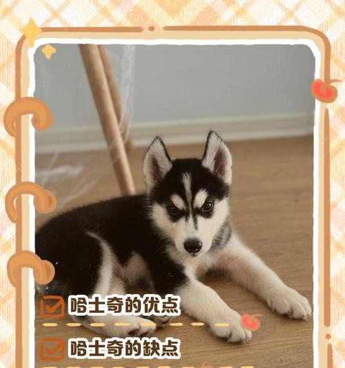 哈士奇可以吃的菜有哪些？（探究哈士奇饮食习惯，为你的宠物提供健康食谱）