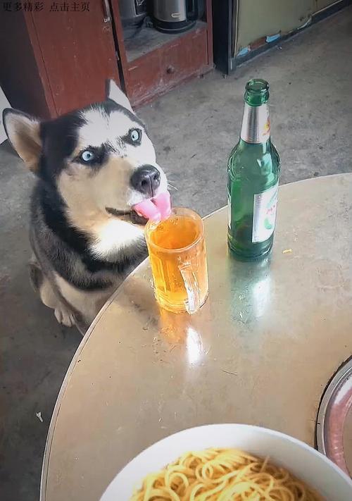 哈士奇可以吃的菜有哪些？（探究哈士奇饮食习惯，为你的宠物提供健康食谱）