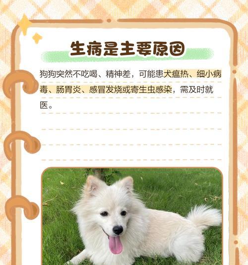 品种狗不吃屎的原因和解决方法(揭秘不吃屎品种狗的奥秘,助你解决尴尬问题) 品种狗不吃屎的原因和解决方法(揭秘不吃屎品种狗的奥秘,助你解决尴尬问题)