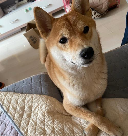 品种狗不吃屎原因解决方法全攻略