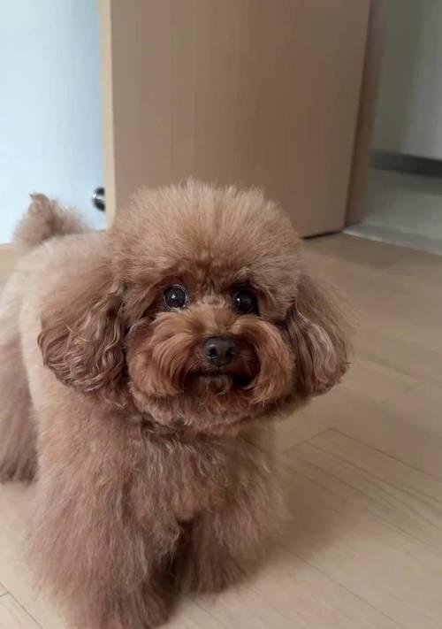 泰迪犬的优点及其受欢迎的原因（泰迪犬）