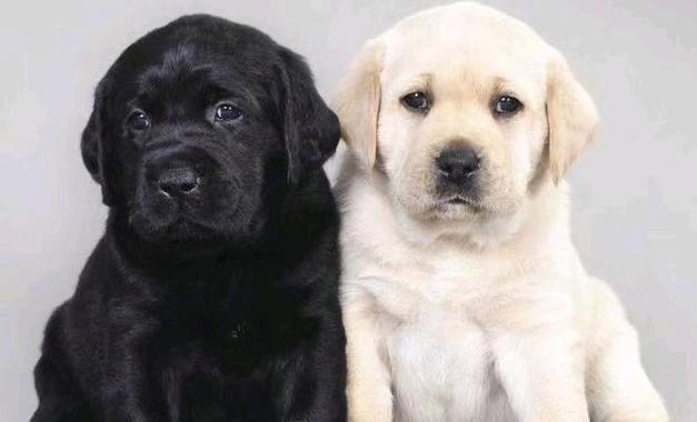 拉布拉多(探究拉布拉多成为热门宠物的原因及其完美特质) 拉布拉多(探究拉布拉多成为热门宠物的原因及其完美特质)