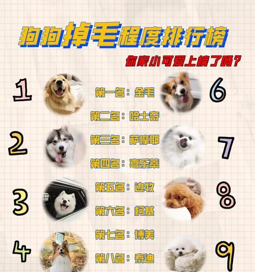 比熊换毛周期及相关注意事项(了解比熊换毛周期,科学护理你的比熊宝贝) 比熊换毛周期及相关注意事项(了解比熊换毛周期,科学护理你的比熊宝贝)