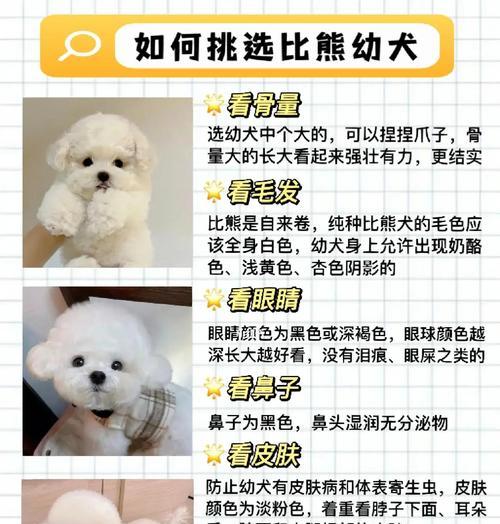 比熊换毛周期及相关注意事项(了解比熊换毛周期,科学护理你的比熊宝贝) 比熊换毛周期及相关注意事项(了解比熊换毛周期,科学护理你的比熊宝贝)