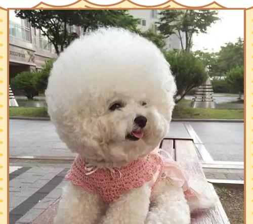 比熊换毛周期及科学护理技巧全攻略