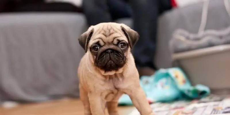 养巴哥的健康饮食建议（巴哥常吃这些东西，对身体好，让你的狗狗更健康快乐！）