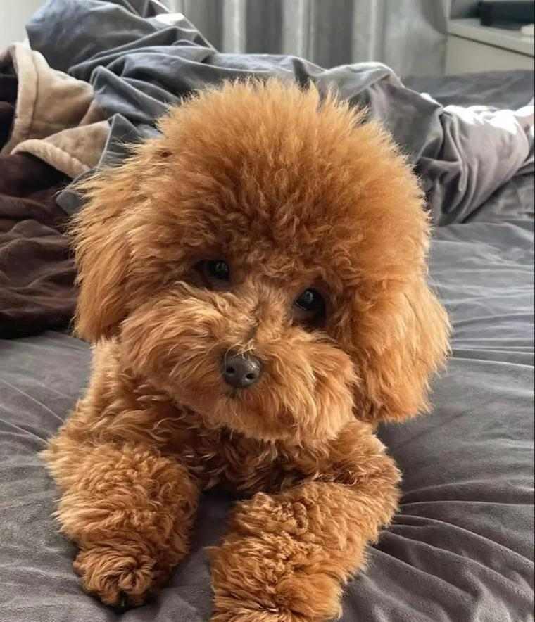 泰迪犬优点受欢迎原因全攻略