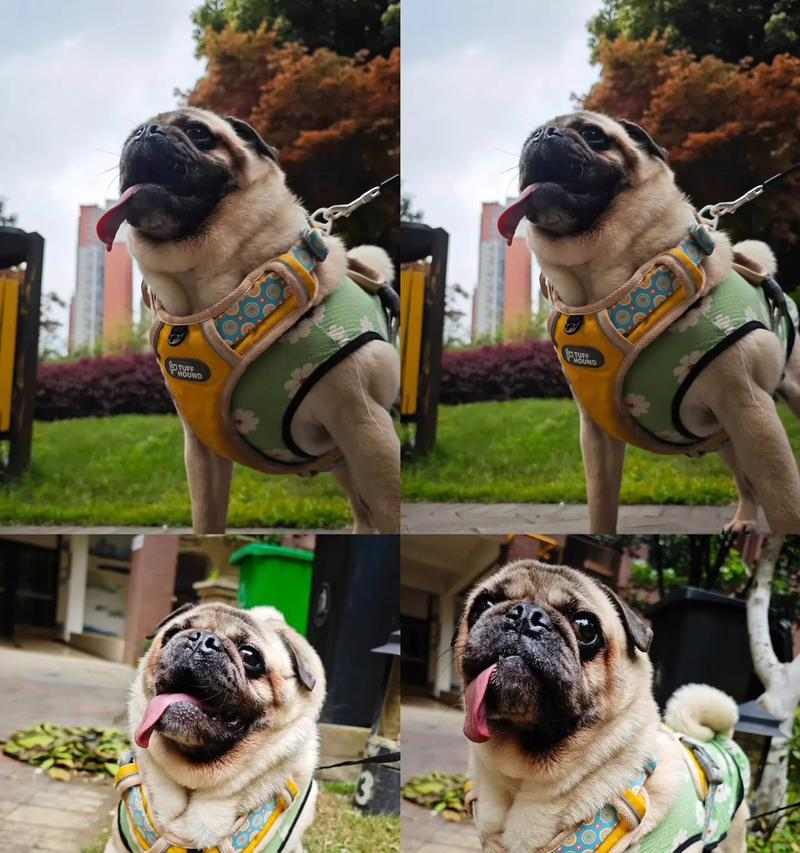 养巴哥的健康饮食建议（巴哥常吃这些东西，对身体好，让你的狗狗更健康快乐！）