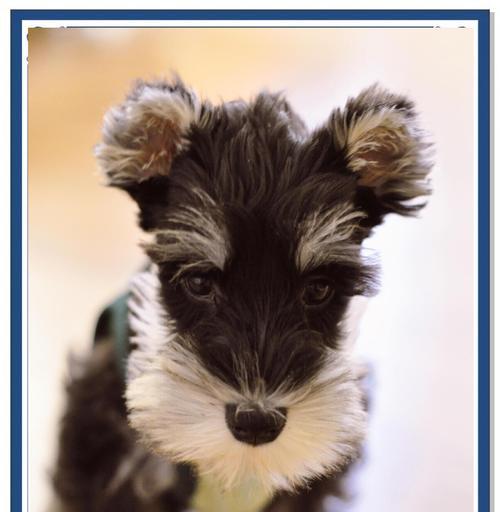 雪纳瑞刚剪耳朵毛多久能长回来?(了解耳朵毛生长周期,让你的雪纳瑞宠物更迷人) 雪纳瑞刚剪耳朵毛多久能长回来?(了解耳朵毛生长周期,让你的雪纳瑞宠物更迷人)