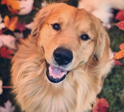 如何准确判断金毛是否纯种核心技巧