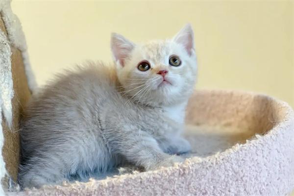 猫讨厌什么味道？