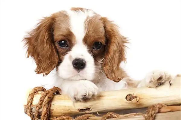 狗狗毛囊炎怎么治?实用指南 狗狗毛囊炎怎么治?