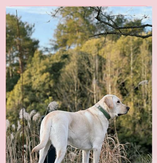 拉布拉多犬理想体重及肥胖消瘦解决方法全攻略 拉布拉多犬理想体重及肥胖消瘦解决方法全攻略