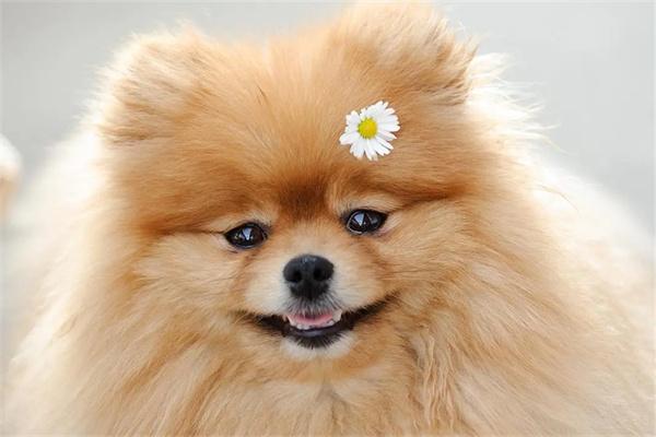 狗狗为什么喜欢闻主人的裤裆? 狗狗为什么喜欢闻裆部