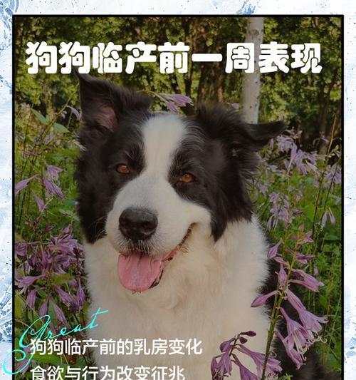 狗的寿命（解析狗的生命周期和寿命相关因素）