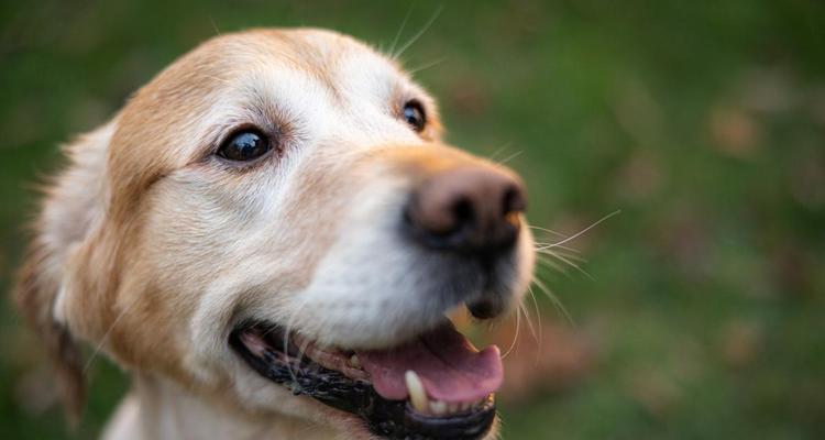 狗狗吐舌的原因及散热方式全攻略