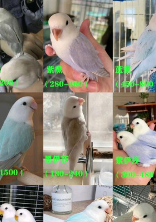 牡丹鹦鹉价格高的原因解析（探究牡丹鹦鹉价格飙升背后的原因及市场需求）