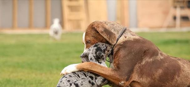 公狗和母狗的交配过程解析（揭开狗狗交配的秘密，了解繁衍的奥秘）