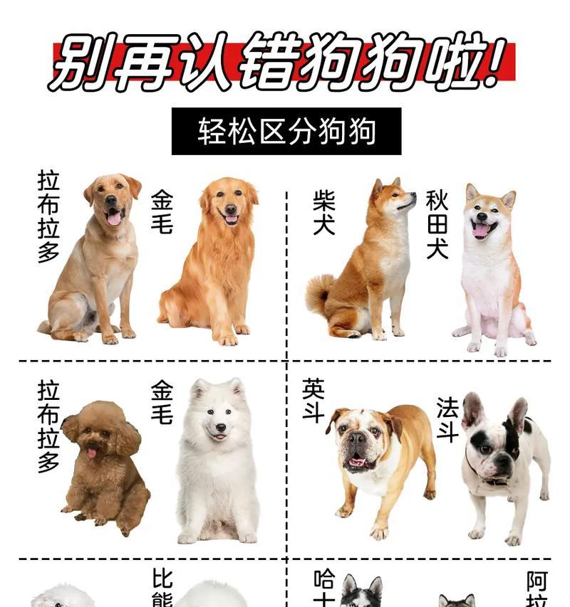 公狗和母狗的交配过程解析（揭开狗狗交配的秘密，了解繁衍的奥秘）