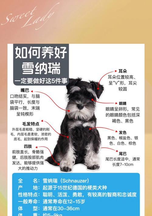 雪纳瑞犬(探索雪纳瑞犬的可爱与亲密) 雪纳瑞犬(探索雪纳瑞犬的可爱与亲密)