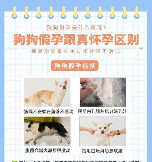 母狗假孕的症状和疗程(了解假孕对母狗的影响及如何处理) 母狗假孕的症状和疗程(了解假孕对母狗的影响及如何处理)