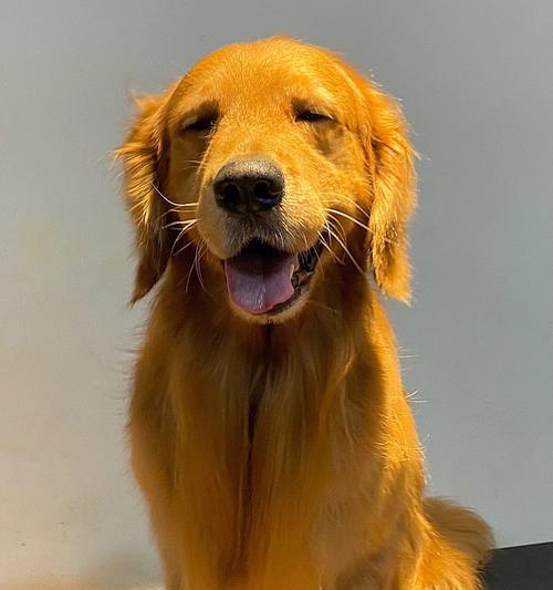 如何准确判断金毛是否纯种(关键指标及判断方法详解) 如何准确判断金毛是否纯种(关键指标及判断方法详解)