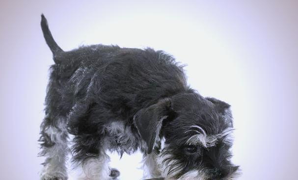 雪纳瑞犬可爱亲密全攻略