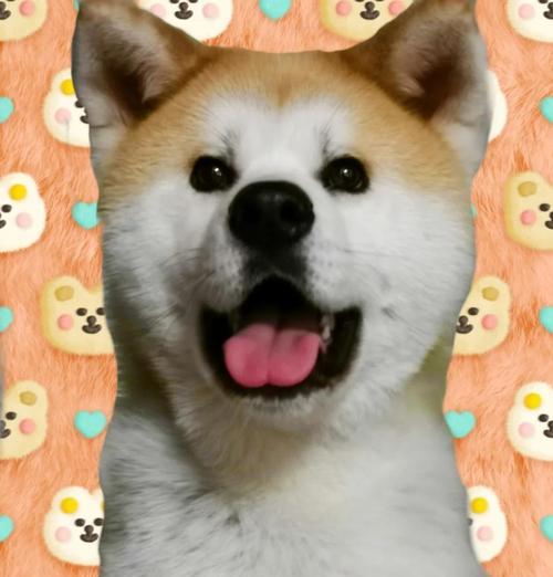 秋田犬养育困境与原因全攻略