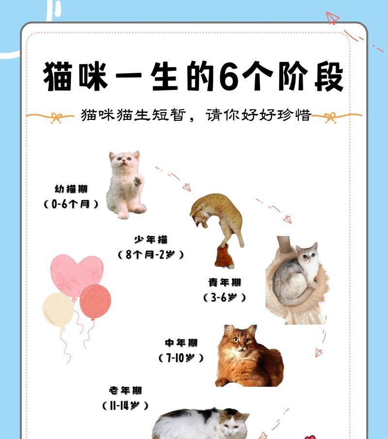 不同阶段幼猫饲养秘籍全攻略