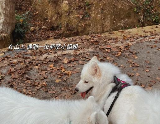 如何让萨摩犬不再拆家(探索萨摩犬的破坏性行为及解决方案) 如何让萨摩犬不再拆家(探索萨摩犬的破坏性行为及解决方案)