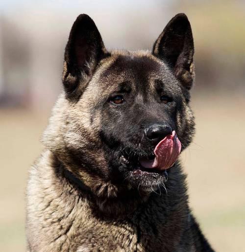 探索成年后三斤以下的狗的品种和特点(小型犬种中体重轻于三斤的狗的独特魅力) 探索成年后三斤以下的狗的品种和特点(小型犬种中体重轻于三斤的狗的独特魅力)