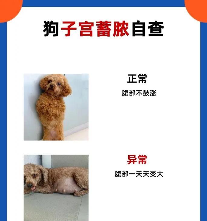 狗狗腹部肿大的原因及处理方法(了解狗狗腹部肿大的原因,及时采取正确的处理方法) 狗狗腹部肿大的原因及处理方法(了解狗狗腹部肿大的原因,及时采取正确的处理方法)