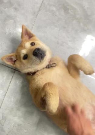 探索成年后三斤以下的狗的品种和特点(小型犬种中体重轻于三斤的狗的独特魅力) 探索成年后三斤以下的狗的品种和特点(小型犬种中体重轻于三斤的狗的独特魅力)