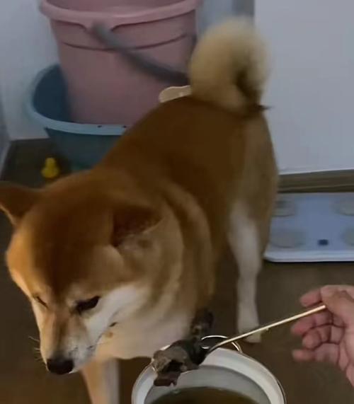 探索成年后三斤以下的狗的品种和特点(小型犬种中体重轻于三斤的狗的独特魅力) 探索成年后三斤以下的狗的品种和特点(小型犬种中体重轻于三斤的狗的独特魅力)